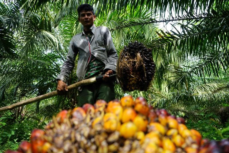 Indonesia to allocate around one million tonnes of palm oil for export