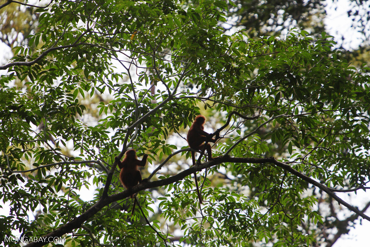 &lsquo;Heart of Borneo&rsquo; dams raze Indigenous forests for Indonesia green energy drive