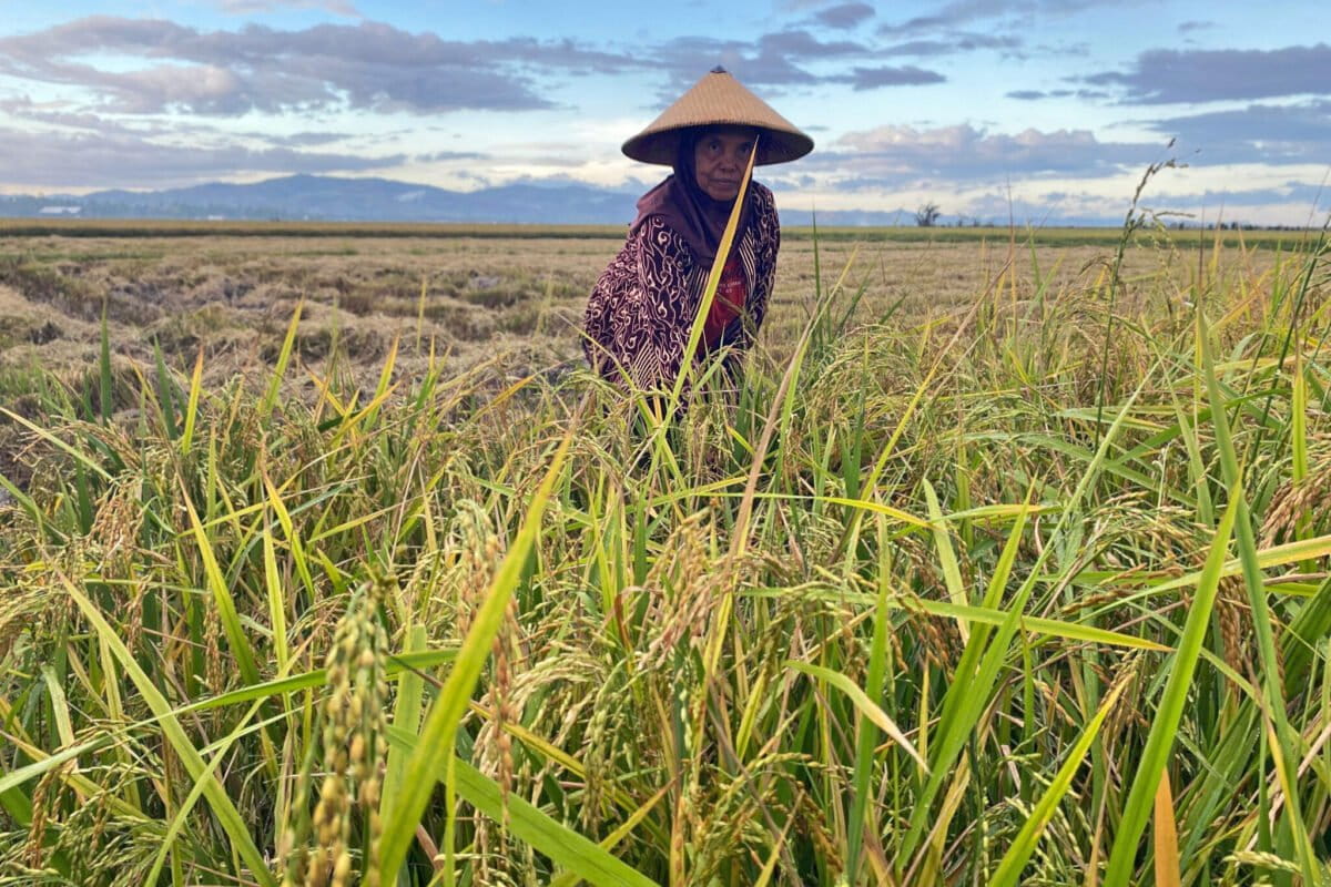 Maluku farmers sweat El Ni&ntilde;o drought as Indonesia rice prices surge