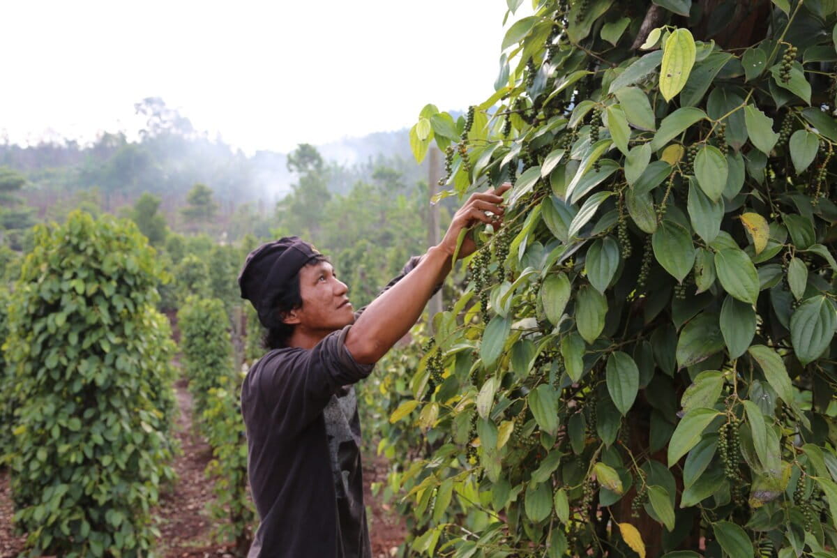 Worries grow for Sulawesi farmers as nickel mining company plans expansion