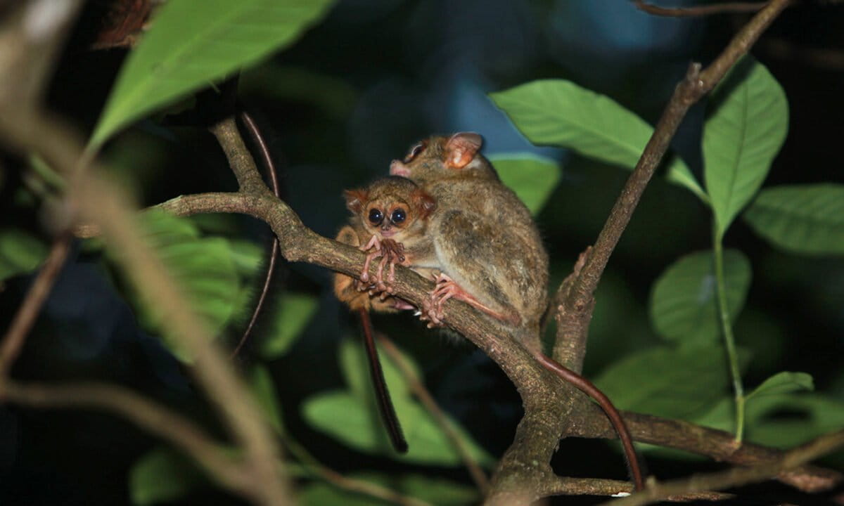 Indonesia biomass zone for Japan and S. Korea energy razes rainforest in Sulawesi