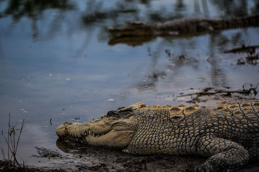 Wetland destruction for mining, oil palm tied to crocodile attacks in Indonesia