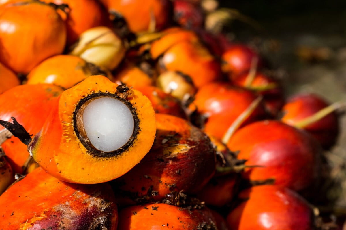 Indonesia palm oil lobby pushes 1 million hectares of new Sulawesi plantations